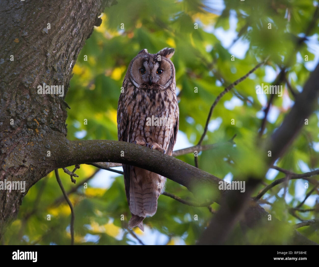 Long-eared owl hiding herself in green foliage Stock Photo