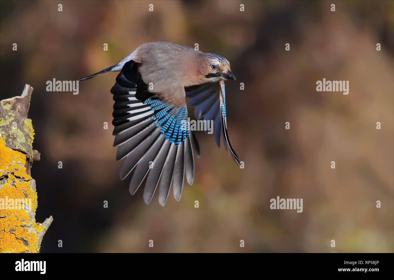 Eurasian jay take off from branch in autumn Stock Photo