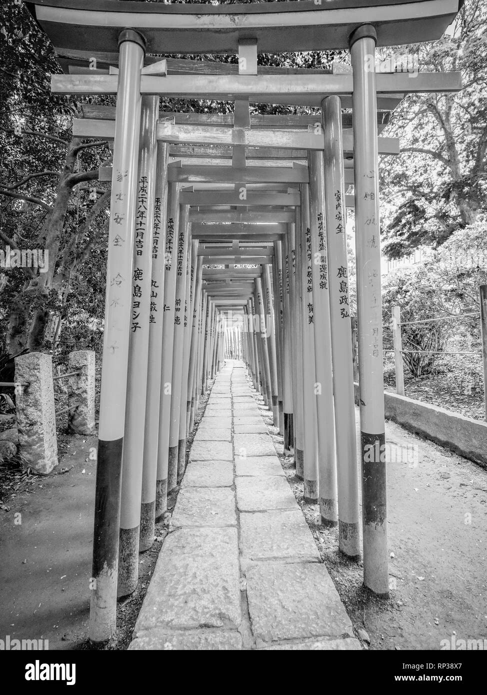 Impressive path covered by red gates at Nezu Jinja Shrine in Tokyo Stock Photo