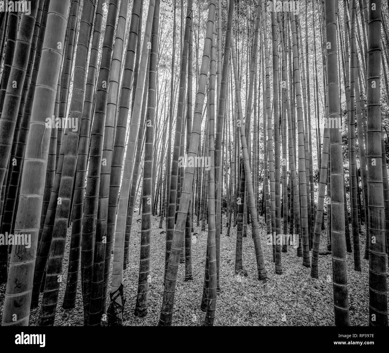 Bamboo Forest in Japan - a wonderful place for recreation Stock Photo ...