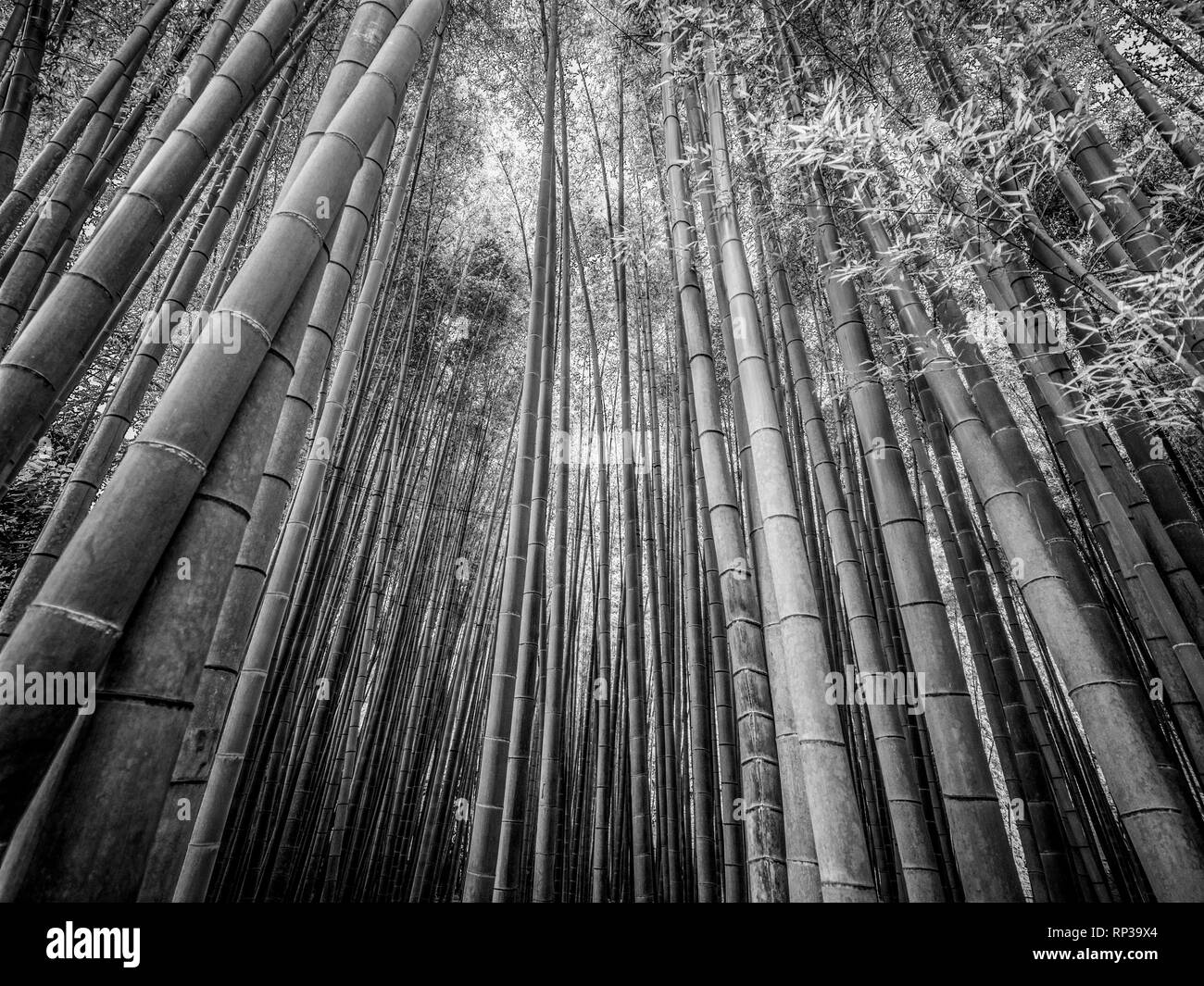 The tall bamboo trees of Kamakura a wonderful place Stock Photo Alamy