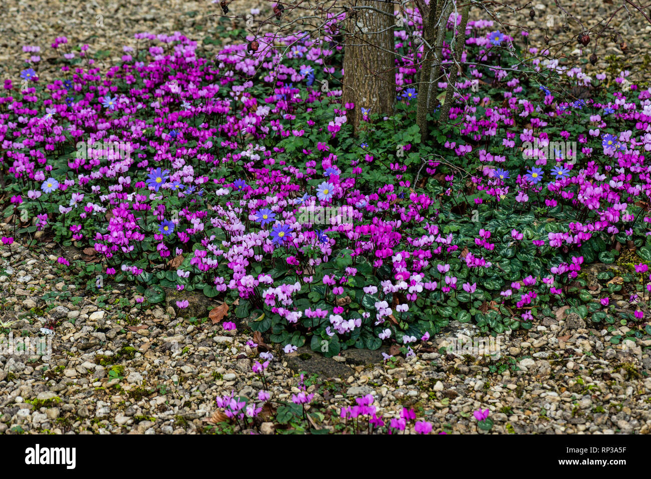 Eastern sowbread (Cyclamen coum) and winter windflower (Anemone blanda) growing around the base of a tree Stock Photo