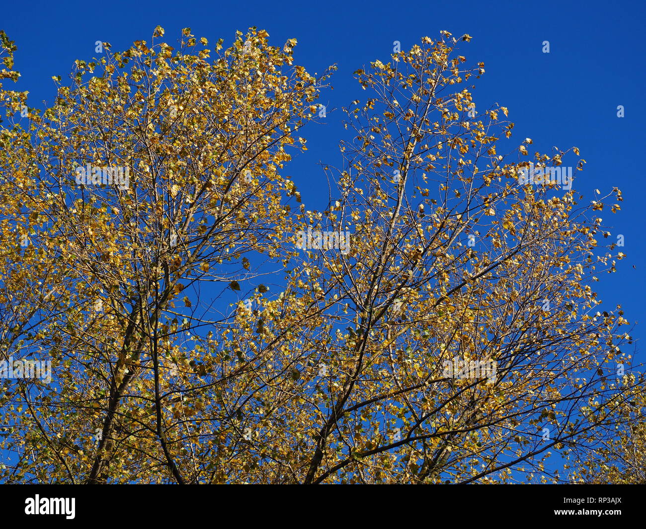 Bright yellow leaves on young alder trees in autumn against a clear dark blue sky Stock Photo