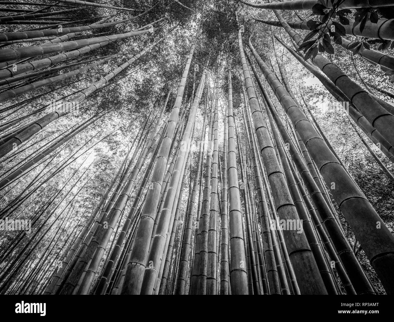 Tall Bamboo trees in an Japanese Forest Stock Photo - Alamy