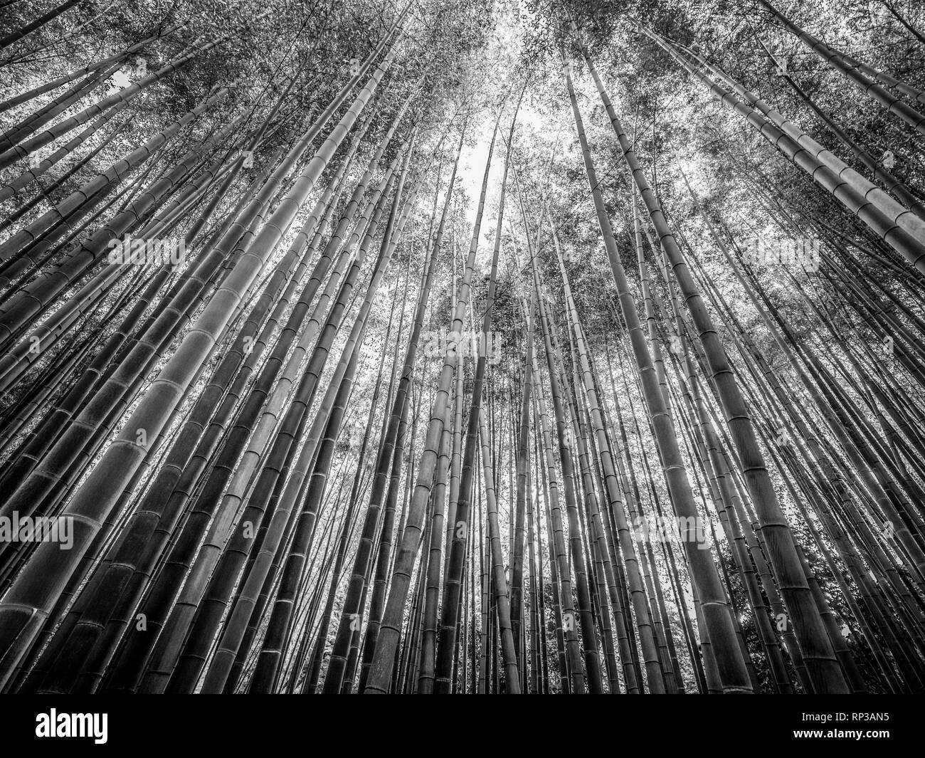Bamboo Forest in Japan - a wonderful place for recreation Stock Photo ...