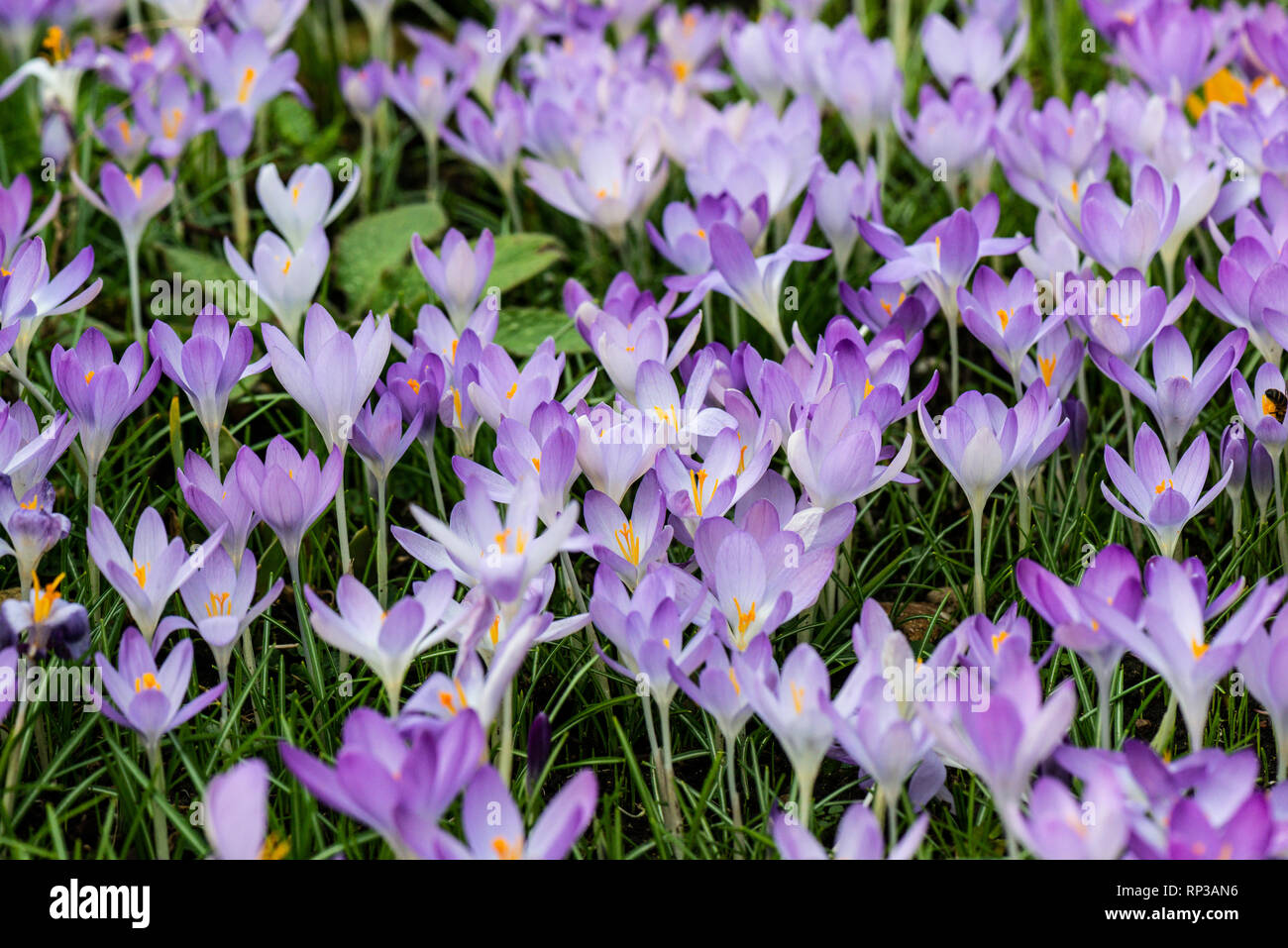 Tommasini's Crocus High Resolution Stock Photography and Images - Alamy