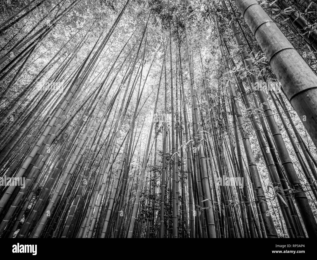 Tall bamboo trees in an japanese forest Black and White Stock Photos ...
