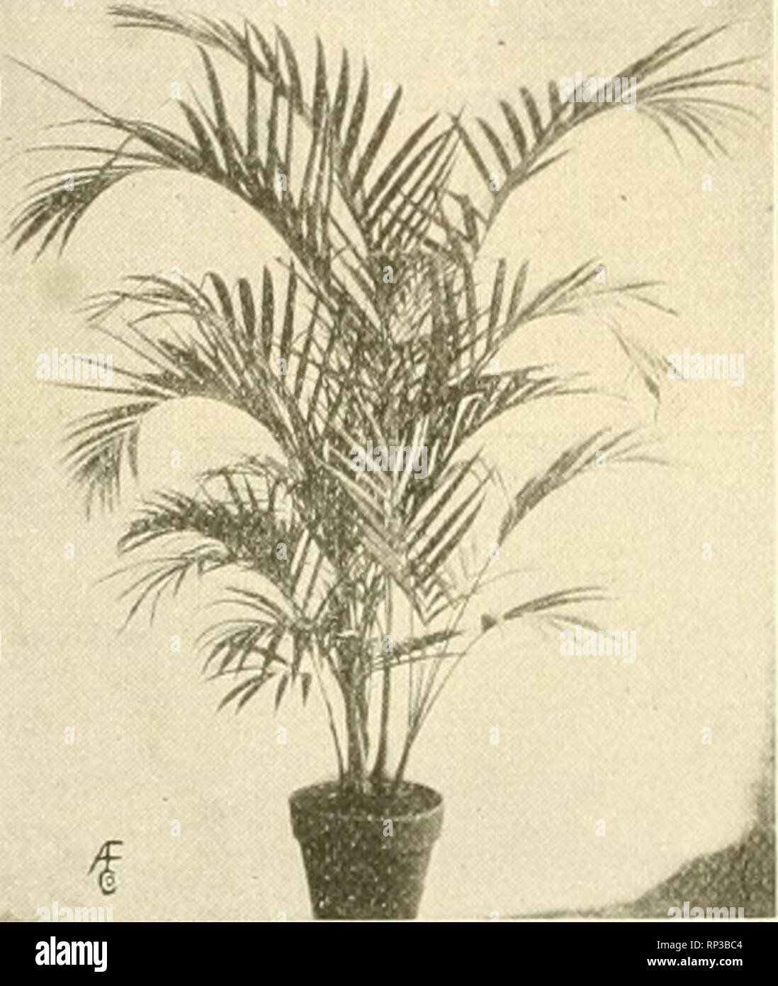 . The American florist : a weekly journal for the trade. Floriculture; Florists. Araucaria Excelsa, 4-iii., 60c each; |6 per doz. Asparagus Sprengeri, 4-in., $1.50 per doz.; »I0 per IW..; .$H0 per lOOO; 600 at lOlO rate; baskets, $1. $1.50 and $2 each. Asparagus Plumosus, 2-in., $3 per 100; b-in. $1 per doz.; $6 per 100. Asparagus scandens and Deflexus, 3-in., $10 per llO. Aspidistra Variegated, 16c per leaf. Green, be per leaf. Crotons, 3-in., $10 per 100; 4-m., 25c each; $3 per doz,; 7-in., (4 inpot) 75c and $1 each. Dracaena Indivlsa, 2 inch, $B per 100; $^5 per lUUU; 8-inch, 'ZV2 to 3 ft.  Stock Photo