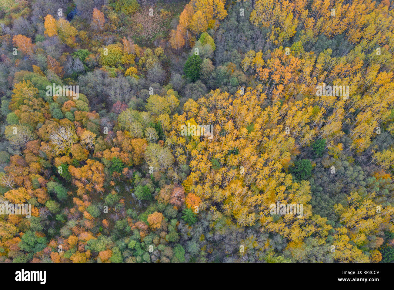 Aerial view to colorful boreal forest, autumn. Stock Photo