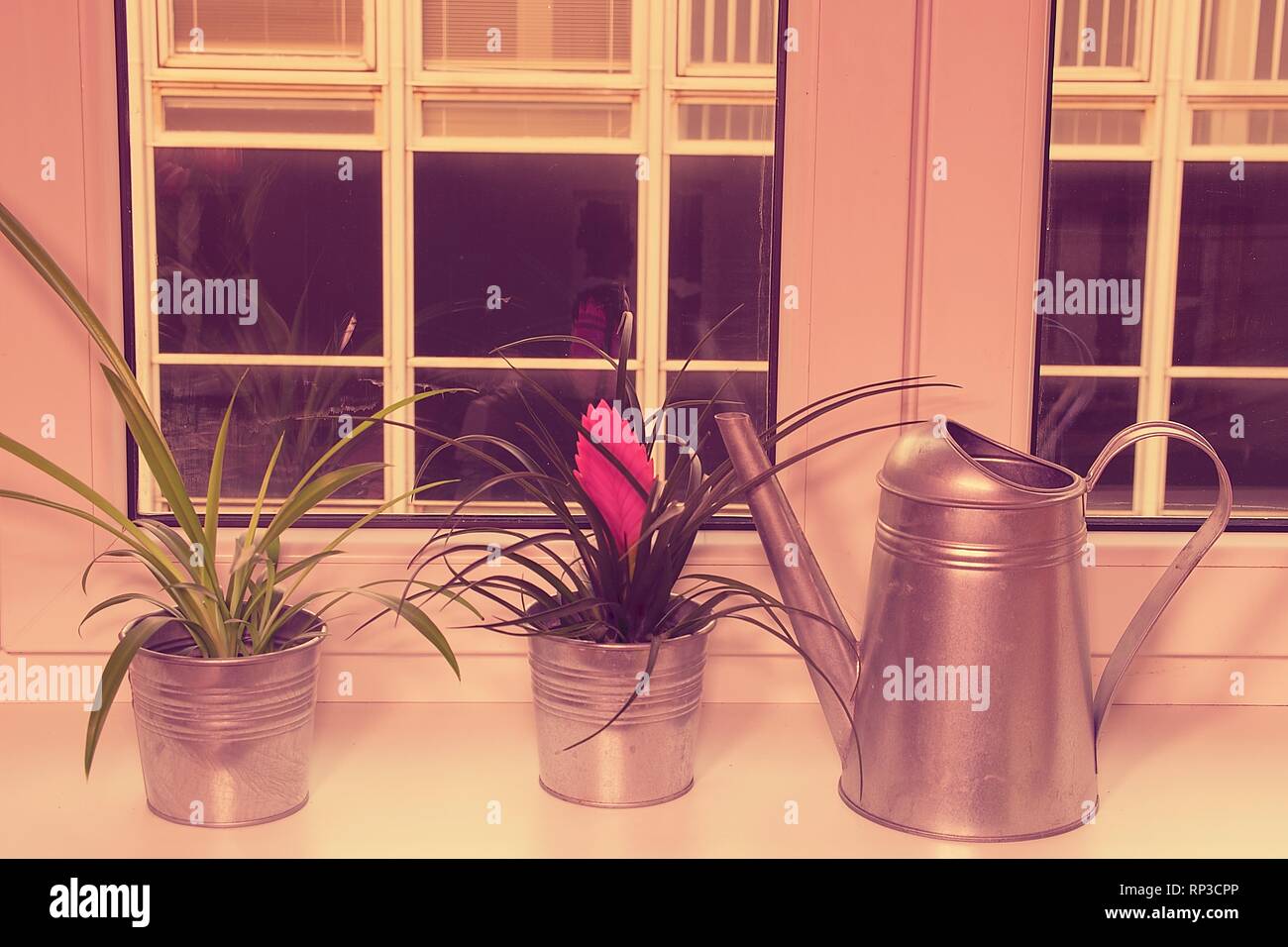 Flowers in flower pots and watering can on window ledge. Tillandsia flower. Retro effect Stock