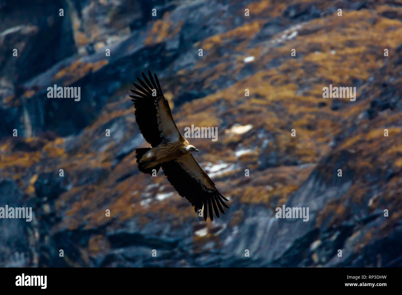 A golden eagle soars in the mountain regions of Nepal looking for prey, Phortse, Nepal Stock Photo