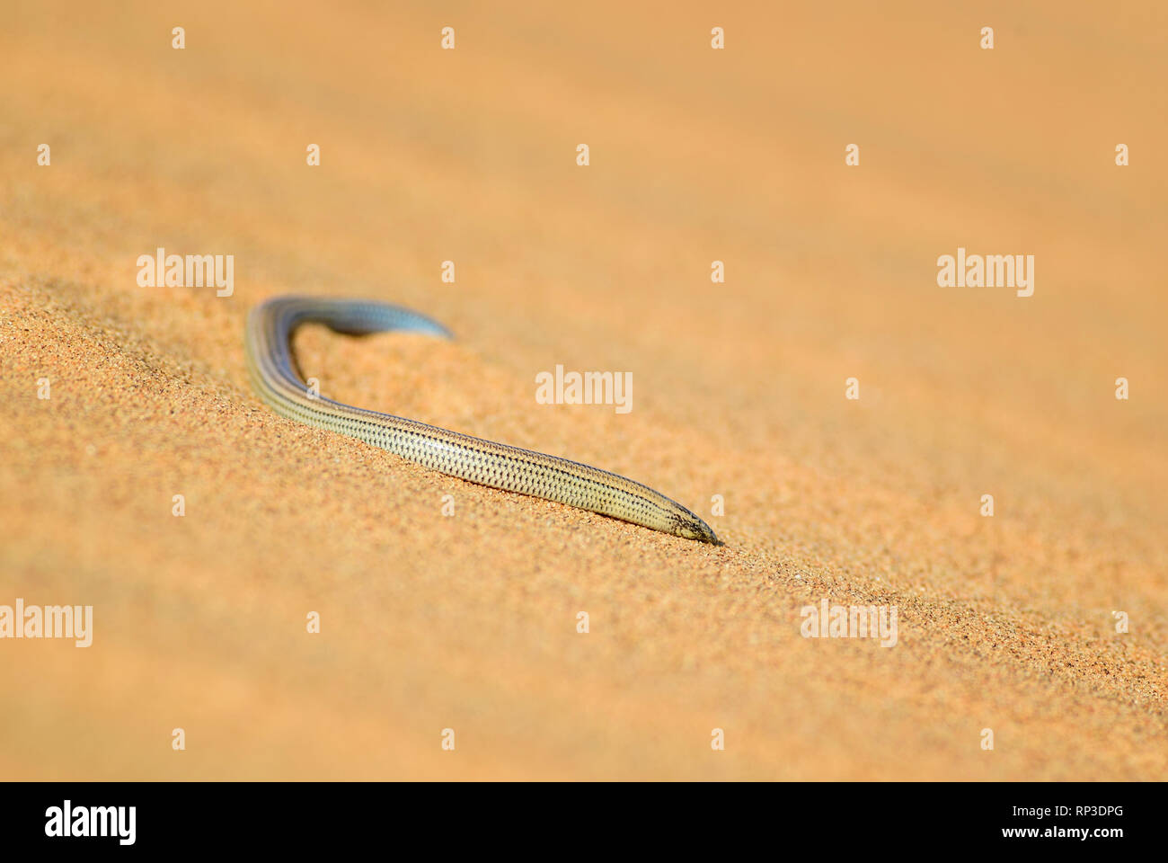 FitzSimons' Burrowing Skink - Typhlacontias brevipes, special legless lizard from Namib desert, Swakopmund, Namibia. Stock Photo