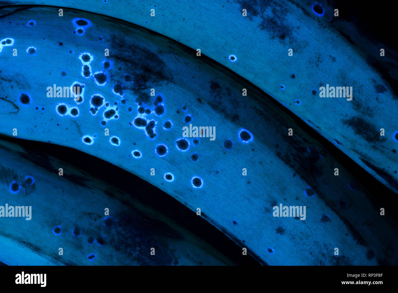 Banana fruit cells hires stock photography and images Alamy