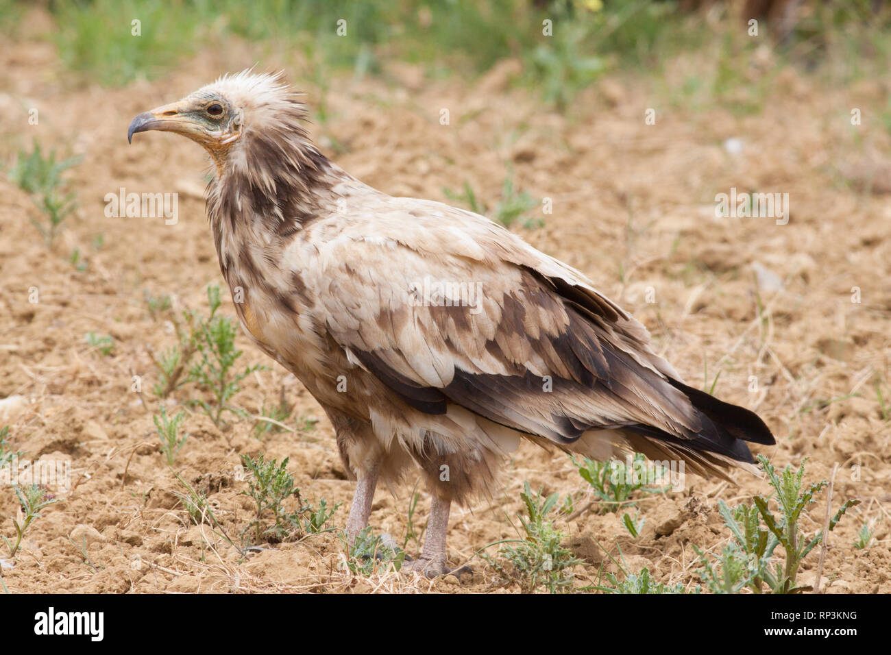 Egyptian vulture (Neophron percnopterus) subadult in Bricia, Cantabria (Spain) Stock Photo
