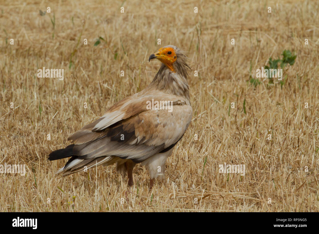 Egyptian vulture (Neophron percnopterus)in Valdeprado del Río, Cantabria (Spain) Stock Photo