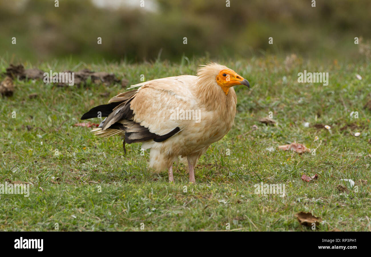 Egyptian vulture (Neophron percnopterus) in La Lora, Spain Stock Photo