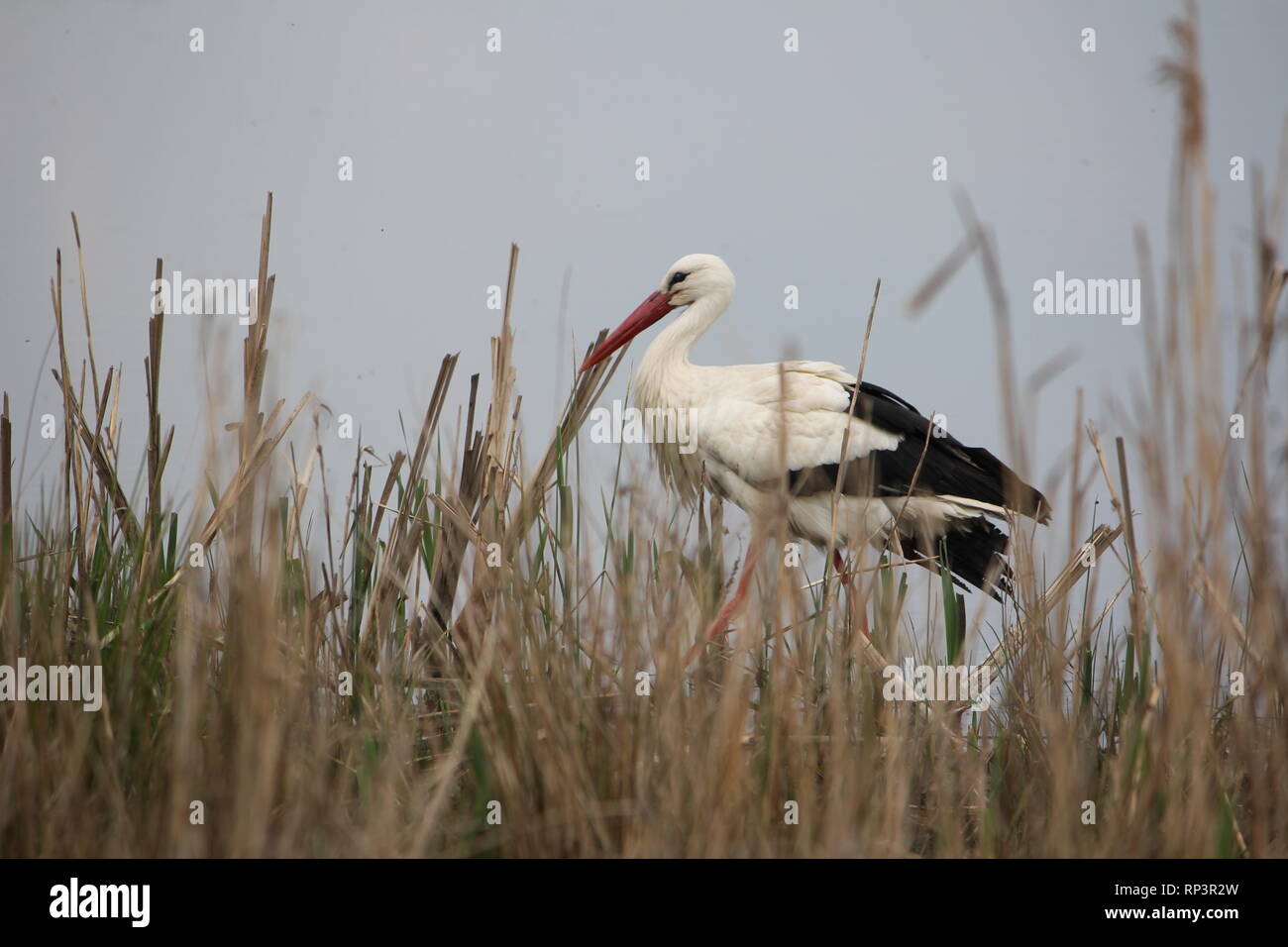 A White Stork (Ciconia ciconia) walking for prey in a wetland near Muenster, Germany. Stock Photo