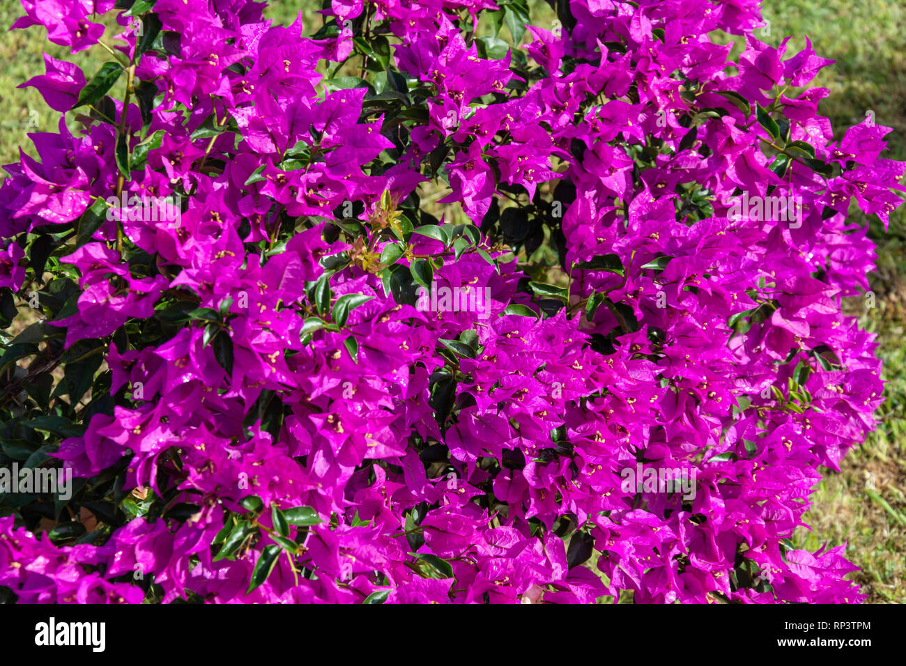 Bougainvillea bush, Roseau, Dominica, Lesser Antilles, Caribbean Stock Photo