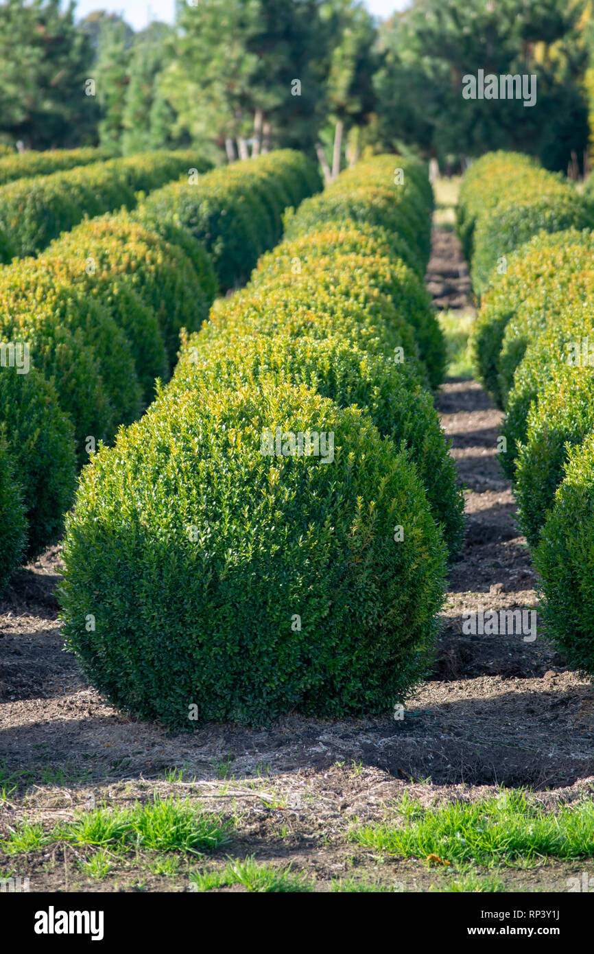 Wooden Nursery Tree Boxes Online Retailers uecavanis.edu.ec