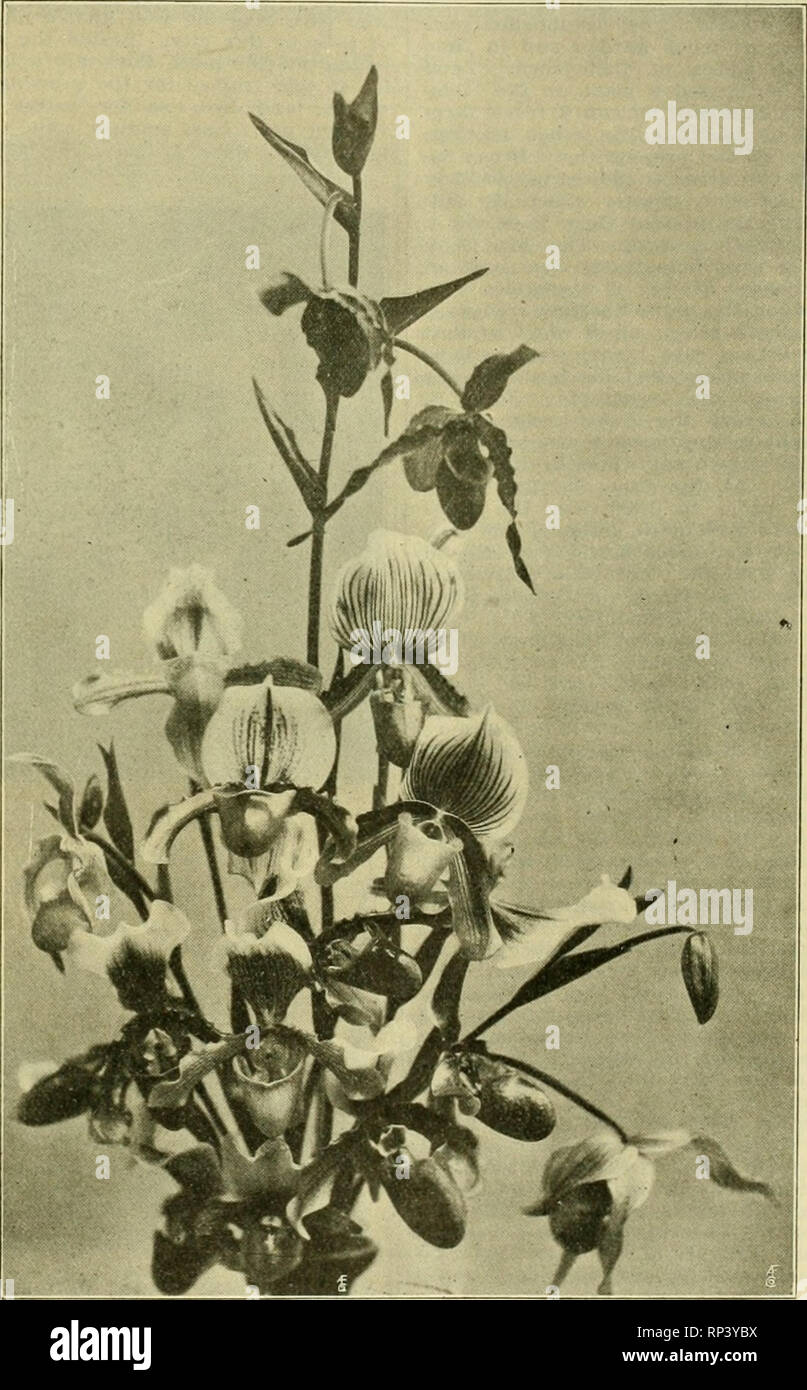 . The American florist : a weekly journal for the trade. Floriculture; Florists. igio. The American Florist. 1146 ORCHID NOTES. ONClDir.M TiGWNUM is One of the sweetest scented orchids in cultivation, the flowers having a distinct violet odor. It grows freely in a cool house and is useful for cutting:. THOUGH a good deal like Cattleya Triana in general appearance the flow- ers of C. Chocoensis are not nearly as useful as those of the former species owing to their habit of opening only partially. Cyprlpedlums in Variety. The accompanying illustration shows that there is considerable variety in  Stock Photo