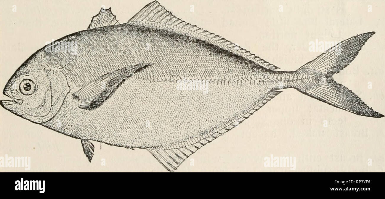 . American food and game fishes. A popular account of all the species