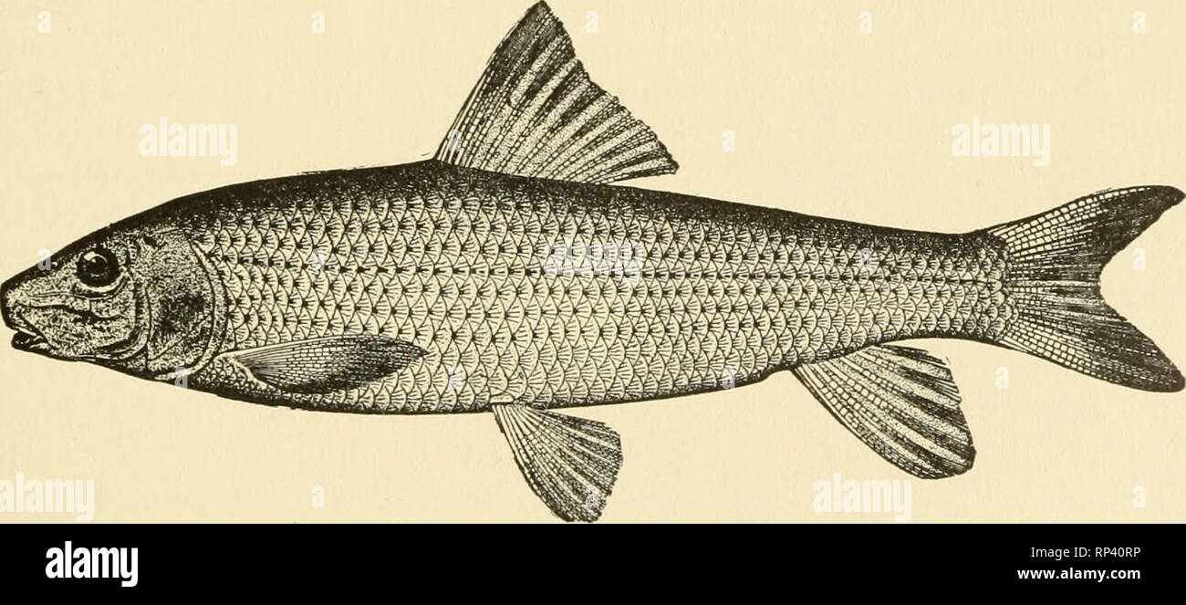 . American food and game fishes : a popular account of all the species found in America north of the Equator, with keys for ready identification, life histories and methods of capture. Fishes -- United States. Chub Sucker Only one species is known, E. siicetta, the chub sucker or creekfish, which reaches a length of about lo inches and is widely distributed from the Great Lakes and New England south to Texas. Those in the northern part of the range have been regarded as a subspecies, E. sucetia oblongtis. GENUS MINYTREMA JORDAN This genus may be known by the incomplete lateral line and the pre Stock Photo