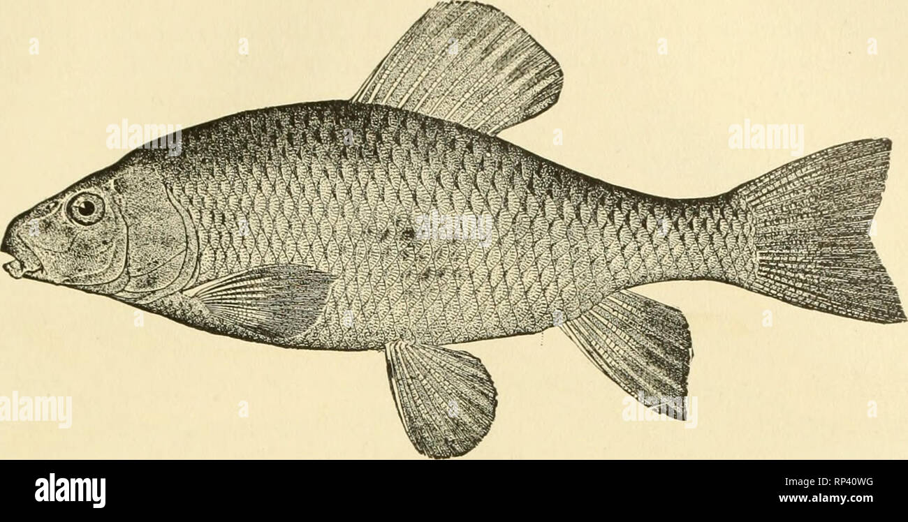 . American food and game fishes : a popular account of all the species found in America north of the Equator, with keys for ready identification, life histories and methods of capture. Fishes -- United States. Chub Sucker. Chub Sucker Only one species is known, E. siicetta, the chub sucker or creekfish, which reaches a length of about lo inches and is widely distributed from the Great Lakes and New England south to Texas. Those in the northern part of the range have been regarded as a subspecies, E. sucetia oblongtis. GENUS MINYTREMA JORDAN This genus may be known by the incomplete lateral lin Stock Photo