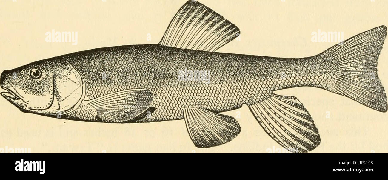 . American food and game fishes : a popular account of all the species found in America north of the Equator, with keys for ready identification, life histories and methods of capture. Fishes -- United States. Short-nosed Sucker contributing, with Catostomus ardens, to make that lake the &quot;greatest sucker pond in the world.&quot; Head 3I; depth 5; eye 6 to 7; scales 9-63-8; D. 11; A. 7; inter- orbital space broad, 2 in head; width of the open mouth } in head; dorsal elevated in front, its longest ray twice the length of the last and about equal to base of fin; caudal deeply forked, the l Stock Photo
