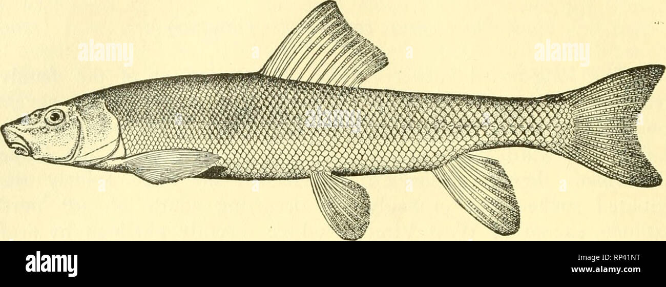 . American food and game fishes : a popular account of all the species found in America north of the Equator, with keys for ready identification, life histories and methods of capture. Fishes -- United States. Sacramento Sucker. Sacramento Sucker Catostovius occidentalis Ayres Streams of California, especially abundant in the Sacramento and San Joaquin rivers. This species was formerly of consider- able importance to the Indians, who caught it in great numbers. It reaches a foot in length. Columbia River Sucker ; Yellow Sucker Catostomus macrocJieihis Girard Columbia River basin and other rive Stock Photo
