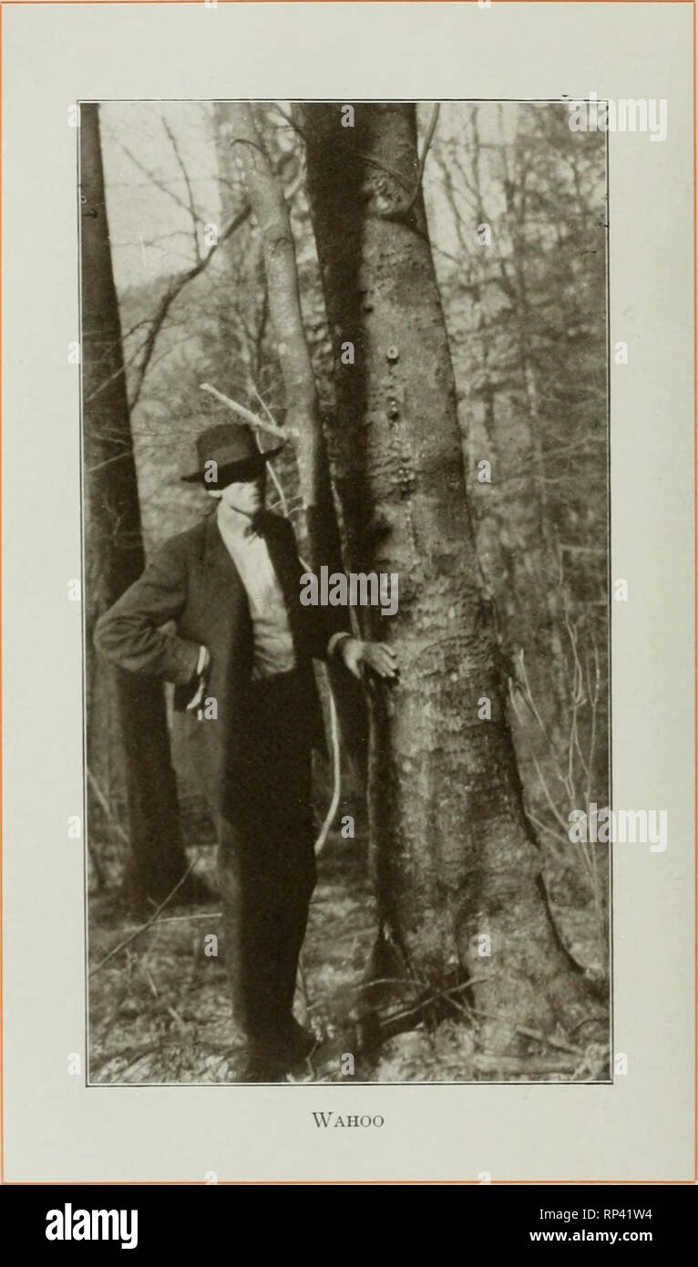 American forest trees, by Henry H. Gibson;. Trees; Timber. 562 American*  Forest Trees numerous kinds of novelties. Spindles for grills and stairways  do not suffer in comparison with black walnut, mahogany,