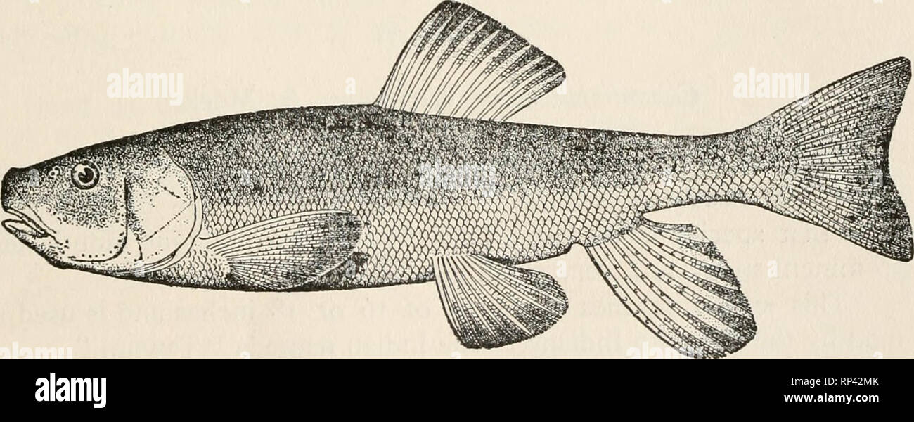 . American food and game fishes. A popular account of all the species found in America north of the equator, with keys for ready identification, life histories and methods of capture. Fishes -- North America. Short-nosed Sucker contributing, with Catostomus ardens, to make that lake the &quot;greatest sucker pond in the world.&quot; Head sf; depth 5; eye 6 to 7; scales 9-63-8; D. n ; A. 7; inter- orbital space broad, 2 in head; width of the open mouth ^ in head; dorsal elevated in front, its longest ray twice the length of the last and about equal to base of fin; caudal deeply forked, the lo Stock Photo