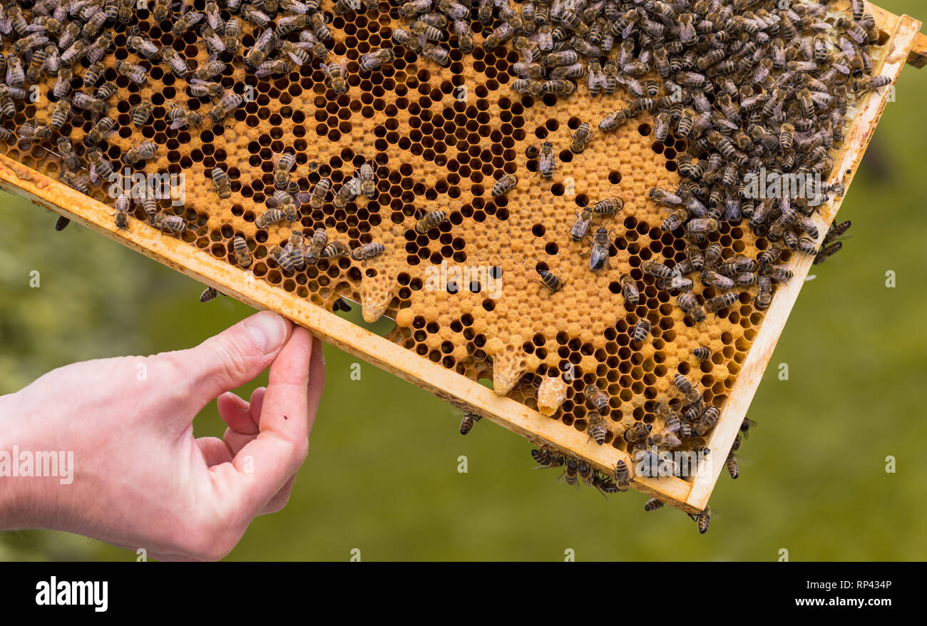 Frame of a hive with open and closed cells of a honeycomb and bees. queen cells for queen bee breeding Stock Photo