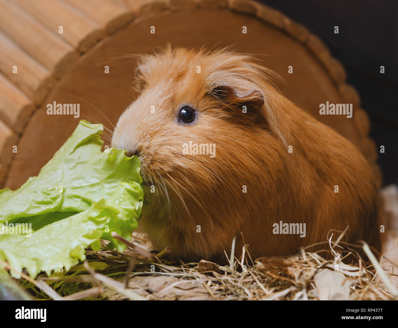 Guinea pig iceberg lettuce sales