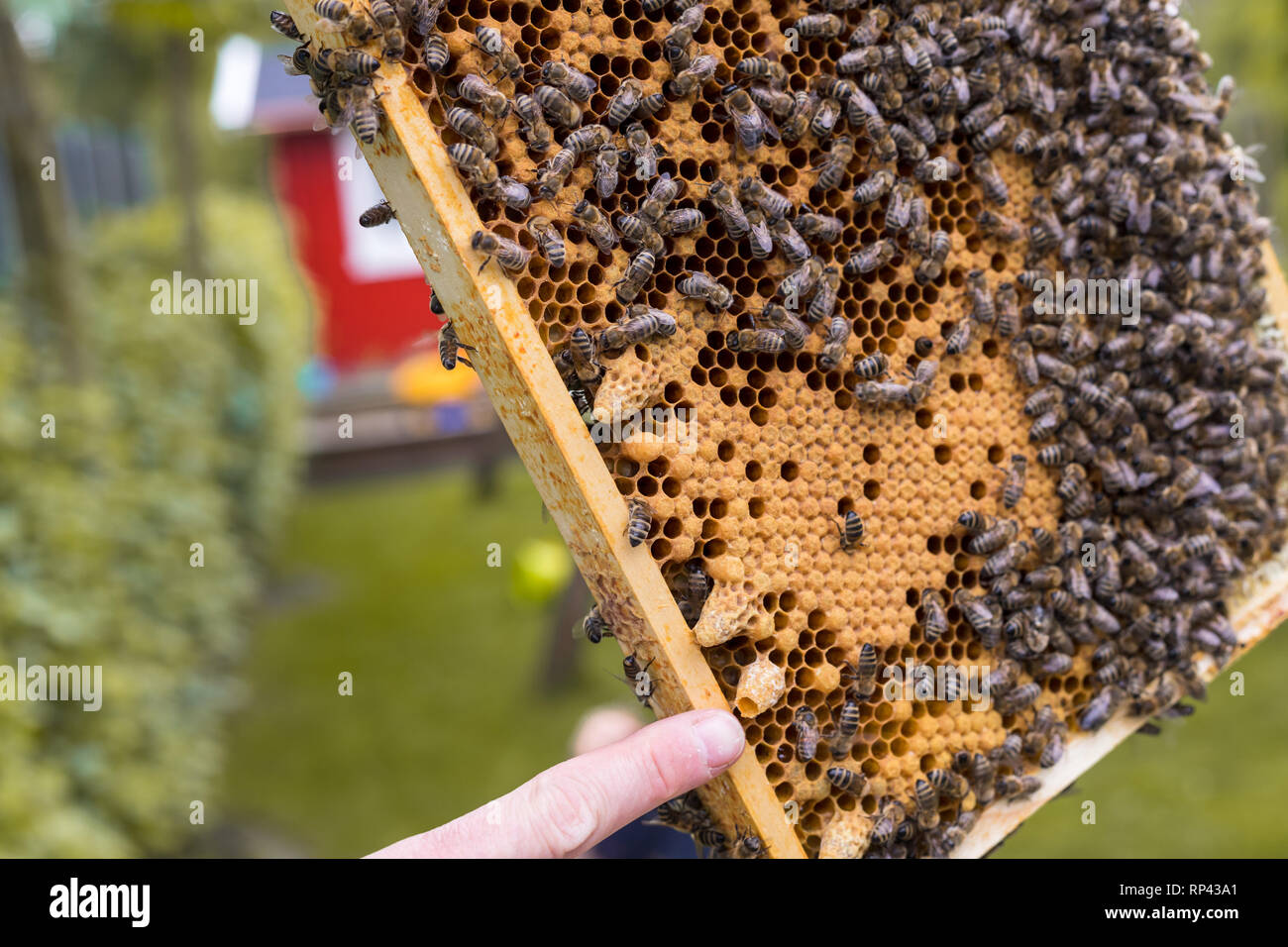 Beekeeper checks a frame of a hive. It shows open and closed cells of a breeding honeycomb and creeping bees. The finger points to an open queen cell Stock Photo
