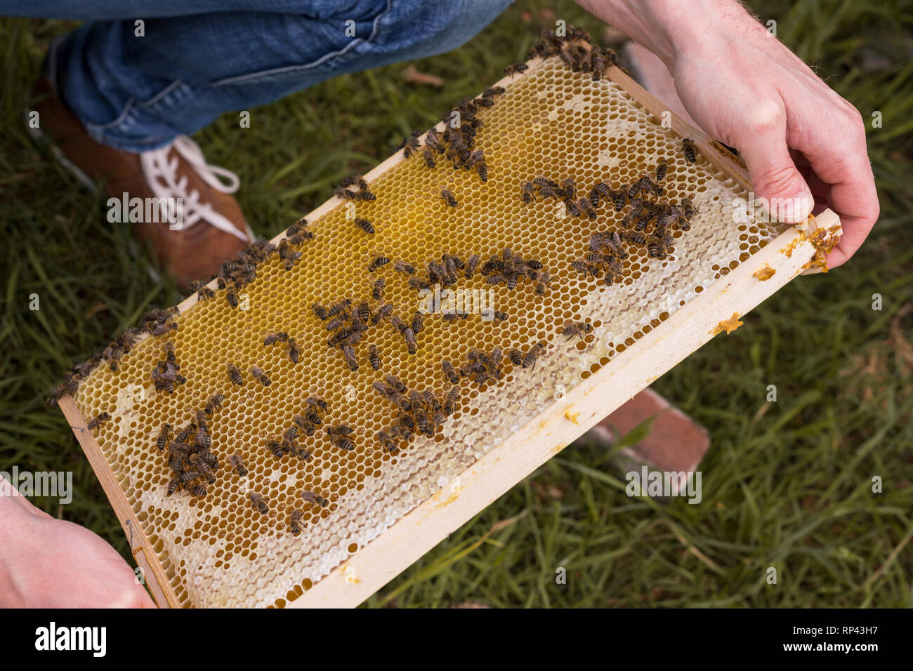 A beekeeper controls the bees. These cover and seal the honey-filled cells of a honeycomb Stock Photo