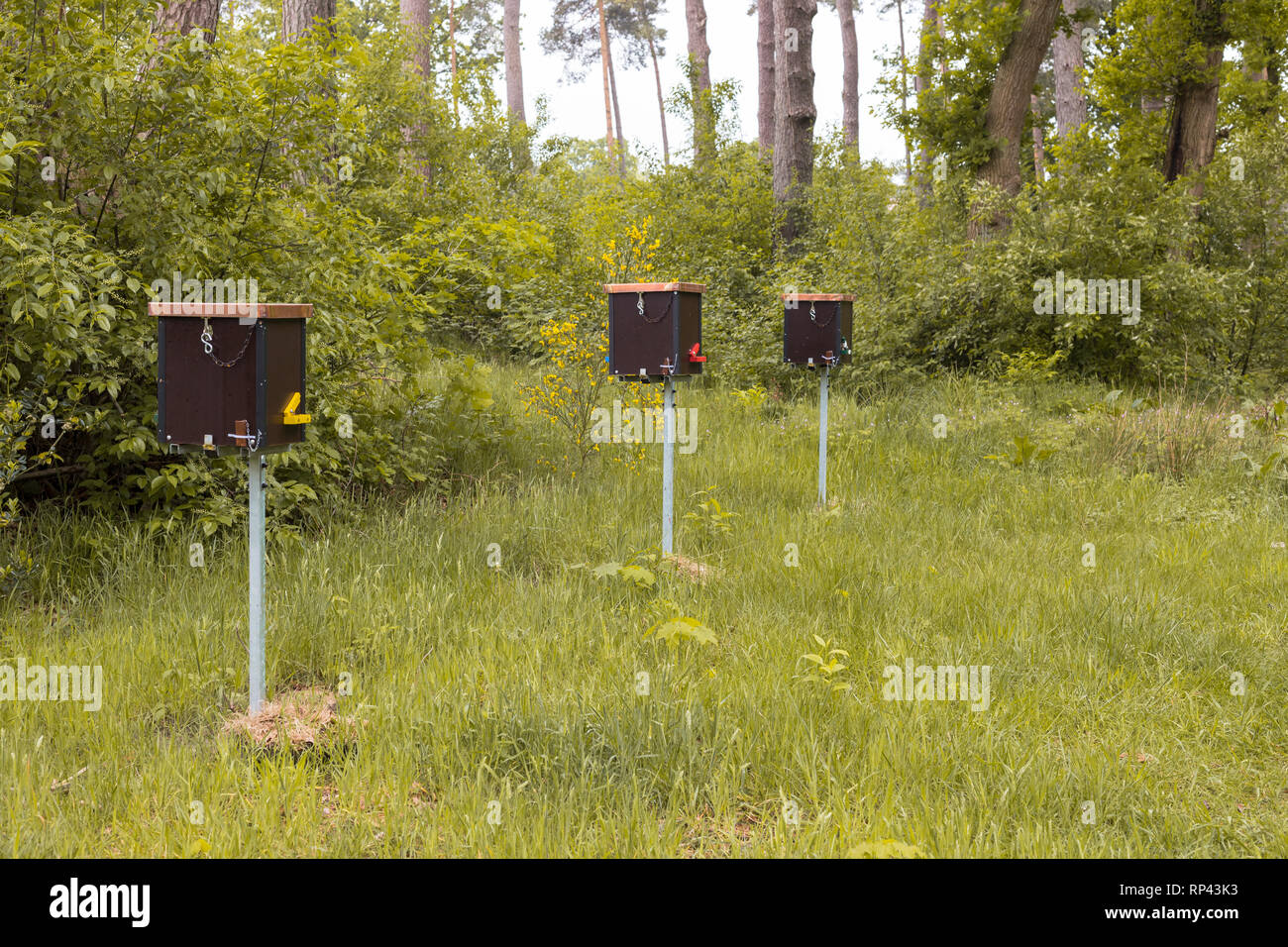 Hives for bee queen breeding in the woods Stock Photo