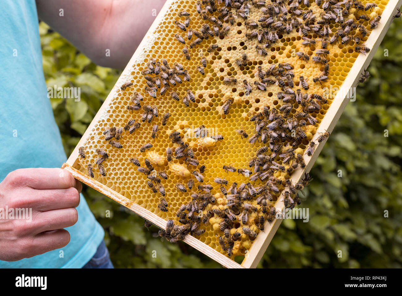 Frame of a hive with open and closed cells of a and bees