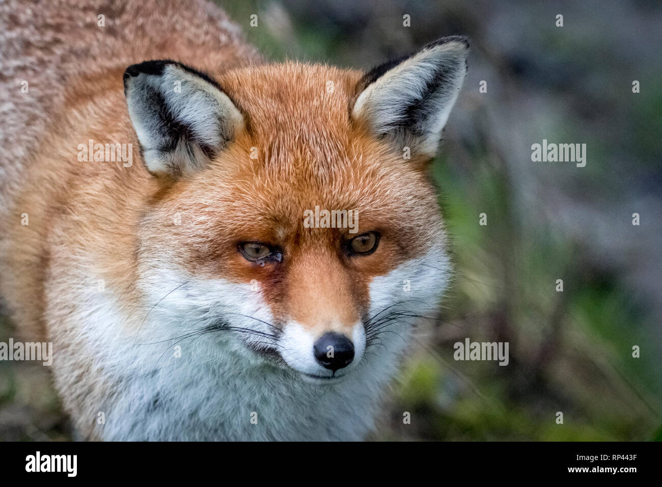 Red Fox United Kingdom Stock Photo - Alamy