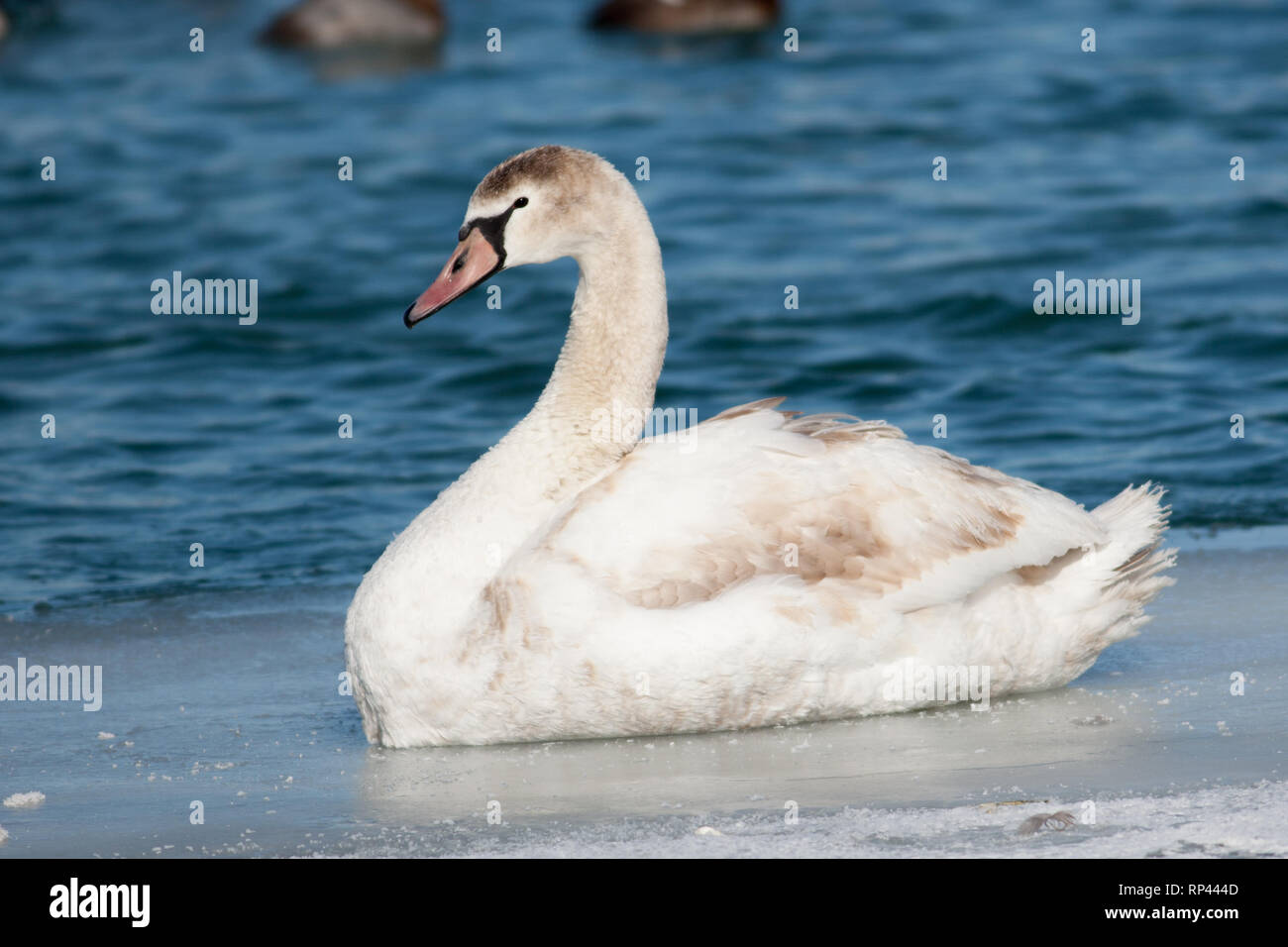 Winter Scenic Shore Bird Mute Swan Profile Stock Photo