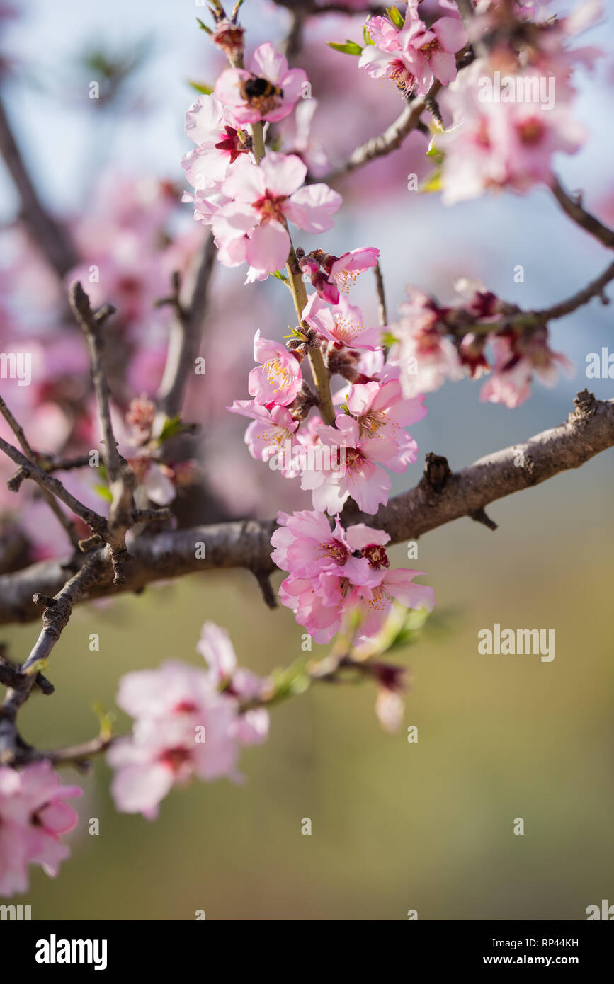 Almond blossom in spring. Beautiful pink flowers Stock Photo Alamy