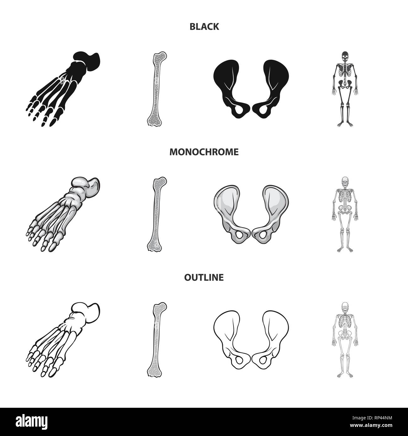 foot,femur,hip,musculoskeletal,ankle,bony,joint,scientific,healthy,leg ...