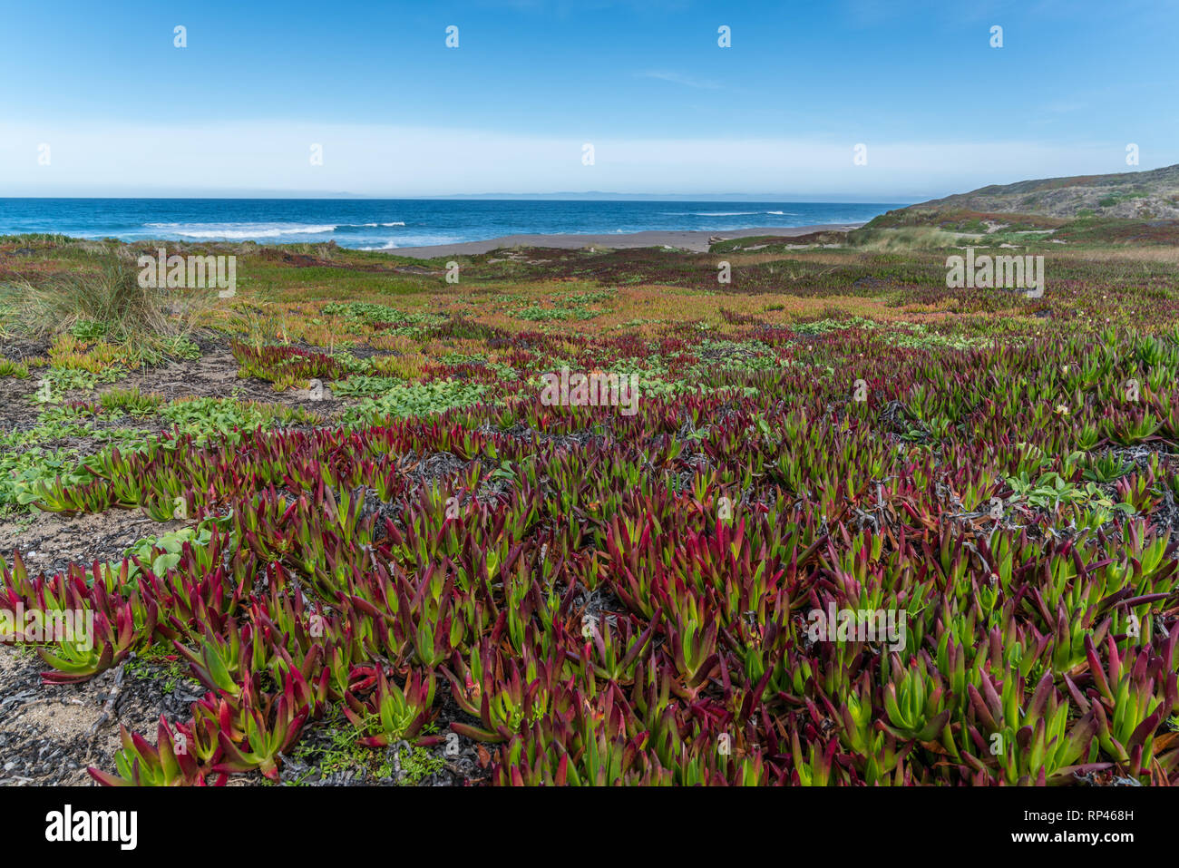 Red and green ice plants on sand dunes and the Pacific Ocean at Point Reyes, California Stock Photo