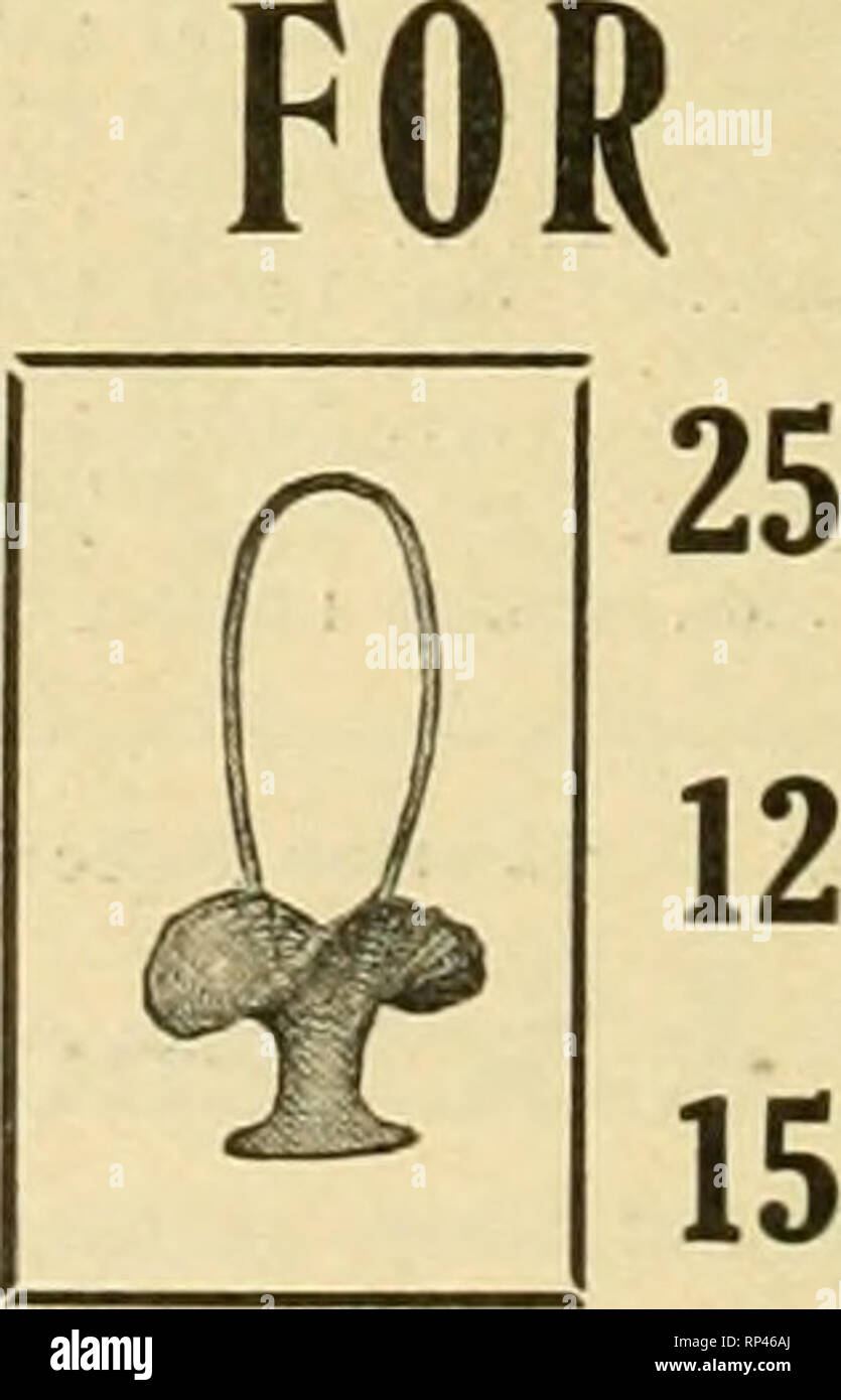 . The American florist : a weekly journal for the trade. Floriculture; Florists. CHICAGO 146 S. WABASH AVE. Send your telegraph orders to us for delivery in Chicago and vicinity. Member of F. T. D. Fancy and Dagger FERNS PerlOOO $1.75 Per case. 5,000 7.50 Long Green Leucothoe, per lOOO W .00 Medlom Green Leucothoe, per loco 3.50 Short Green Leucothoe, per 1000 2 00 Long Bronze Leucothoe. per lOOO 4.50 Medium Bronze Leucothoe, per lOOO 3.60 Short Bronze Leucothoe, per 1000 2 50 Green iiud Bronze Galax, per 1000 1.25 " ?' " •' per ease, 10.000 9.00 Blue Berry Cedar, per pound lO Very L Stock Photo