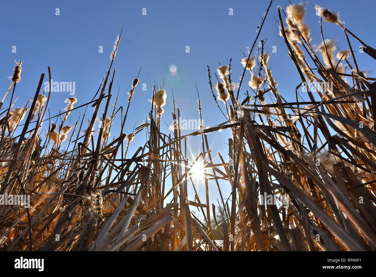 Beautiful dry common reeds hi-res stock photography and images - Alamy