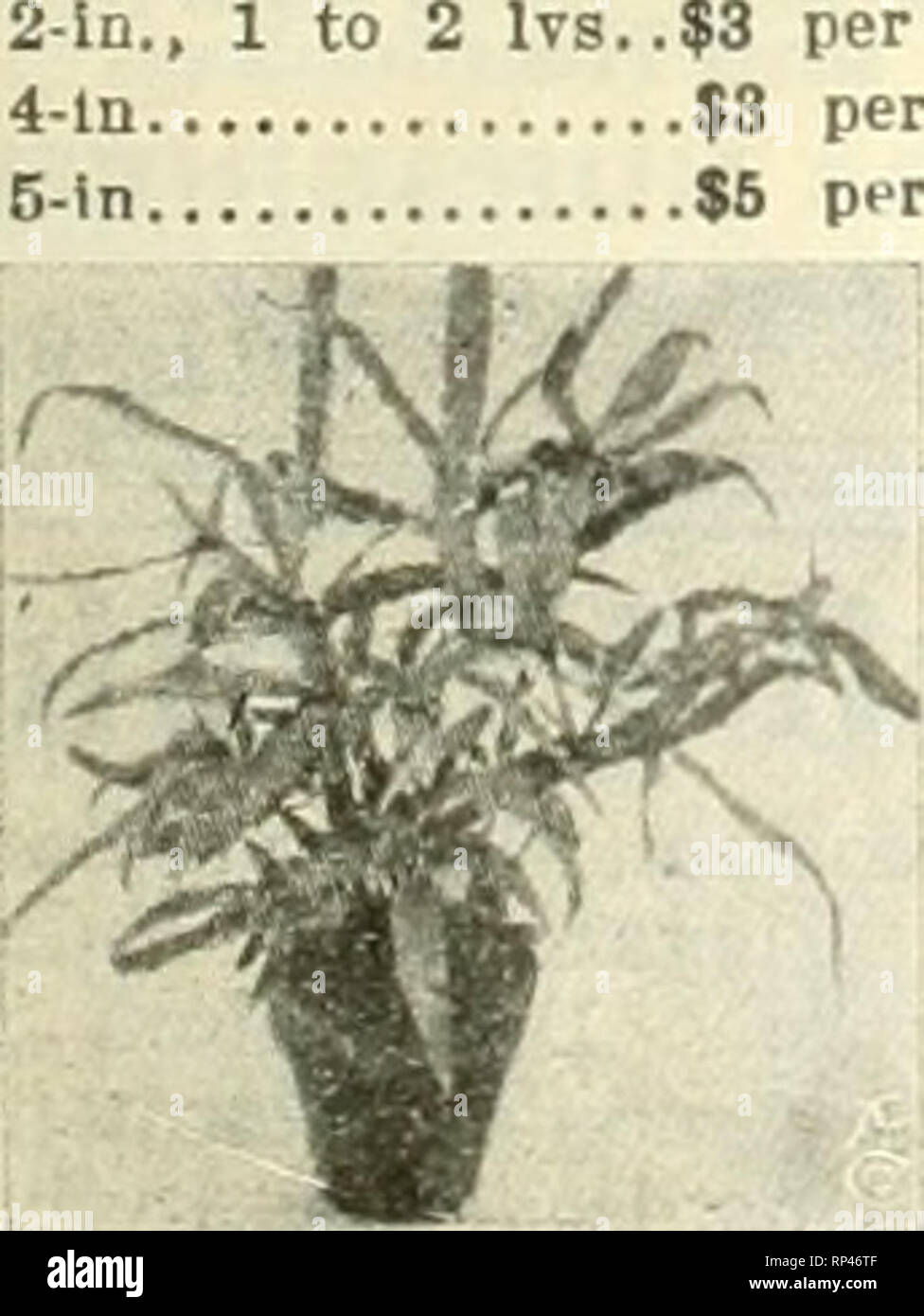 . The American florist : a weekly journal for the trade. Floriculture; Florists. Bedding Plants ACHRYANTHES, Rooted Cuttings. Per 1.000 Metallica % 6.00 P. de Bailey 10.00 Lindenii 6.00 Warscewiezii 6.00 Achryanthes, P. de Bailey 2-ln., $2.50 per 100. Ageratum, Stella Gurney and Princess Pauline, 2-in., $2.00 per 100. Alternanthera, Rooted Cuttings, Aurea Nana, Brilliaiittsslma, Paronychoides Major, $6.00 per 1,000. COLEUS, 2-iiich. Per 100 Pflster, red and yellow $2.00 Befkwitb's Gem 2.00 Golden Bedder 2.00 Verschaffeltii 2.00 Geraniums, S. A. Nutt, Rose, 2-in,, $2.00 per 100. Gnaphalium Lana Stock Photo