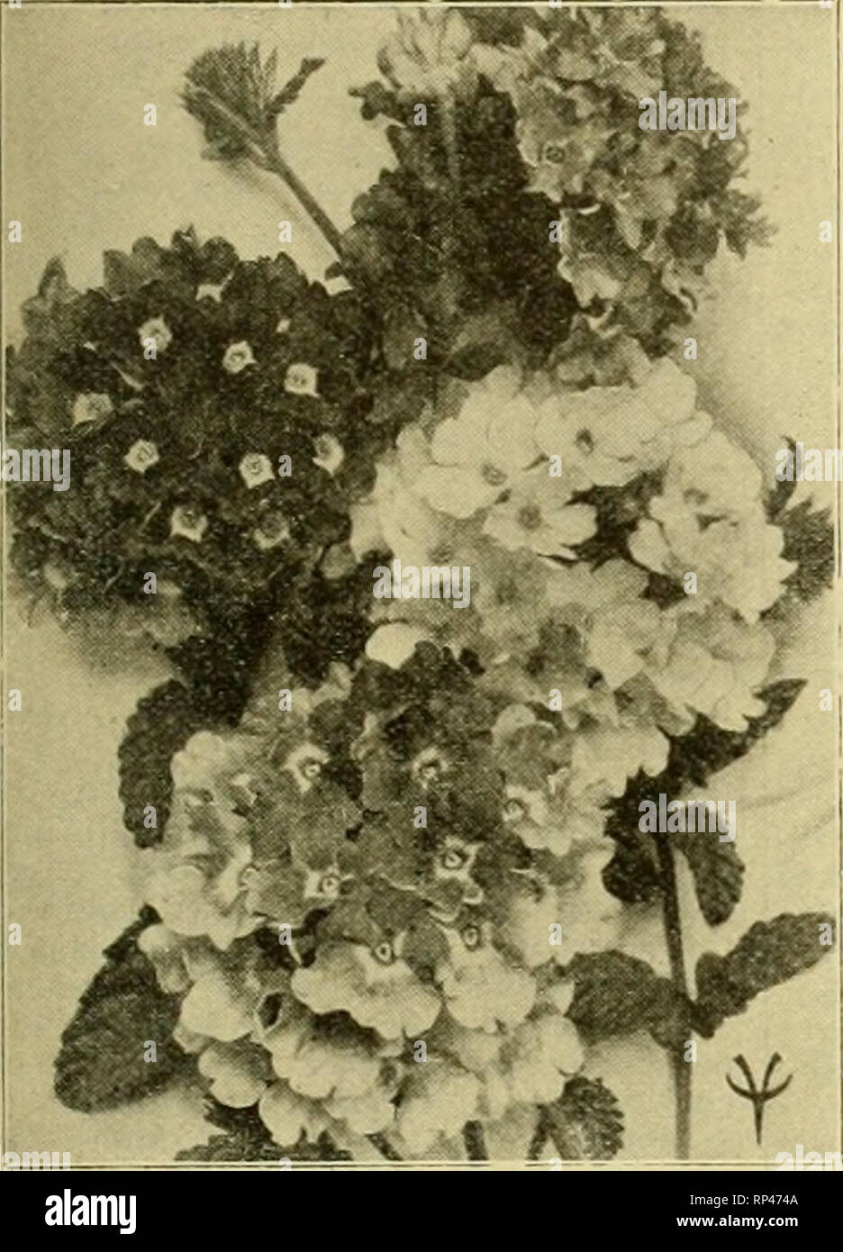 . The American florist : a weekly journal for the trade. Floriculture; Florists. 1919. The American Florist. 131 Vaughan's Flower Seeds for Sowing Now. Extracts from *'Florists' January Price List,&quot; just issued. Ask For It.. BEGONIA. Trade pkt. Gracilis Luminosa, foliage lustrous red- dish brown, flowers fiery dark scarlet, 1-32 oz.. $1.60 $0.26 Glory de Chatelaine 60 Prima Donna, lar^e triiuspaieut rose flow- ers. 1-32 oz., $1.60 36 Vernon, red leaved and red-Qowered, oz., $3.00, H oz., 60c 16 Erfordia, rosy carmine. 1/32 oz.. 75c 25 BELLIS (Daisy). Trade Pkt. Mammoth Mixture, ^ oz.. 60c Stock Photo