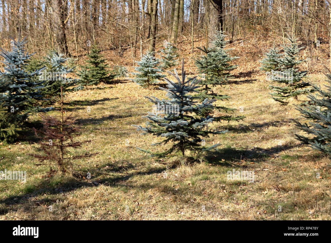 A Planting stock of pine trees Stock Photo Alamy