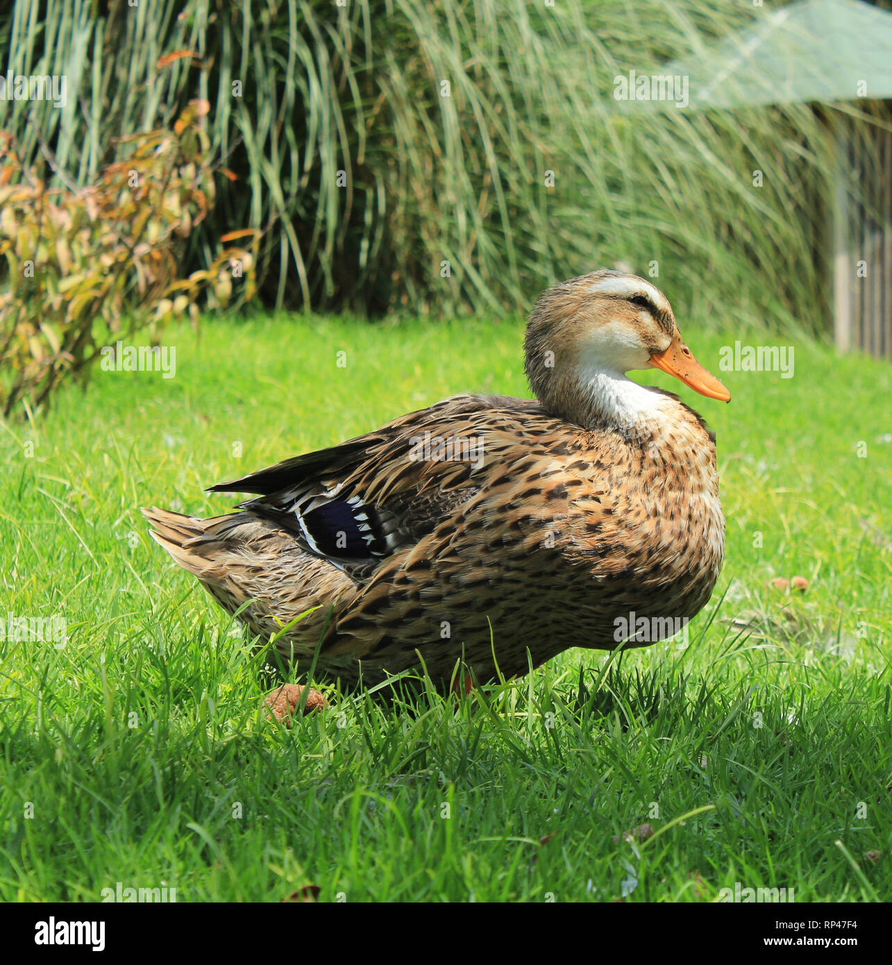 Japanese duck hi-res stock photography and images - Alamy