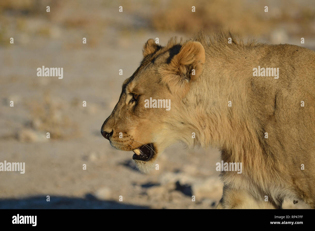 Löwe im Ethoshe NP Stock Photo