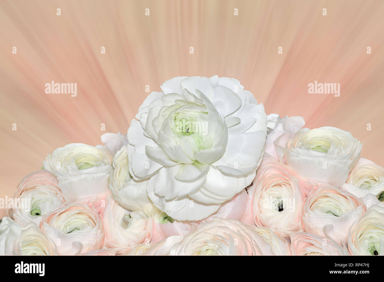 Beautiful bouquet of gentle pale-pink and white ranunculus flowers close up,  on blurred pink background with space for text - elegant detail for your Stock Photo